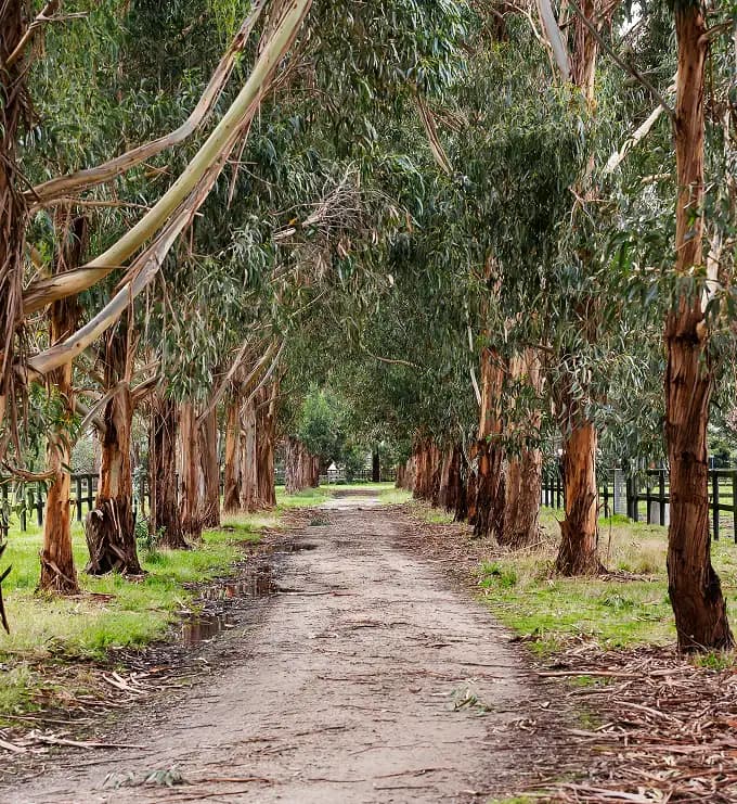 Dirt path winding through a dense eucalyptus forest, evoking the brand's natural Australian roots.