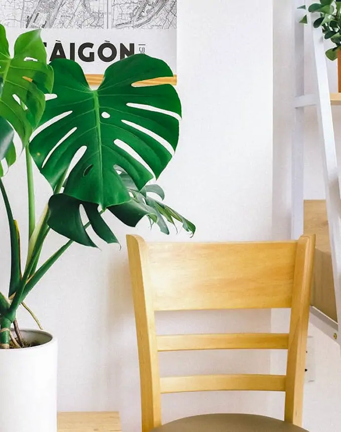 Indoor space with potted plants on shelves illustrating the plant marketplace concept.